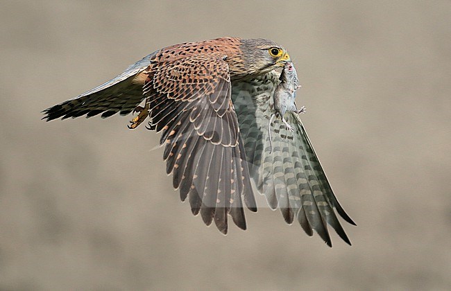 Eurasian Kestrel (Falco tinnunculus), male in flight with a with a mouse in his bill, seen from the side. stock-image by Agami/Fred Visscher,