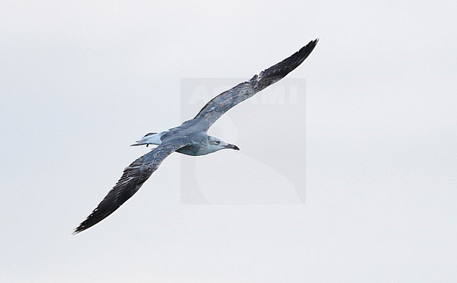 Laughing Gull, Larus atricilla, 1stWinter  at Dry Tortugas, Florida, USA stock-image by Agami/Helge Sorensen,