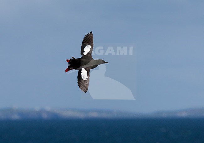 Zwarte Zeekoet vliegend voor de Schotse kust; Black Guillemot flying for the Scottish coast stock-image by Agami/Hugh Harrop,