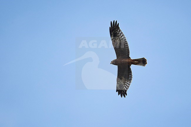 A juvenile Pied Harrier (Circus melanoleucos) in flight photographed from below against the blue sky. Primary pattern indicates a male. stock-image by Agami/Mathias Putze,