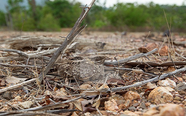 Adult Indian Nightjar (Caprimulgus asiaticus) on nest wtih two chicks at Petchaburi, Thailand stock-image by Agami/Helge Sorensen,