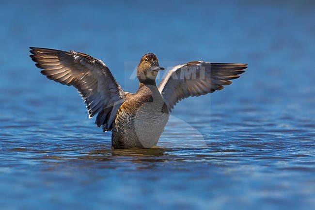 Tafeleend vrouw vleugels strekkend; Common Pochard wings streching stock-image by Agami/Daniele Occhiato,