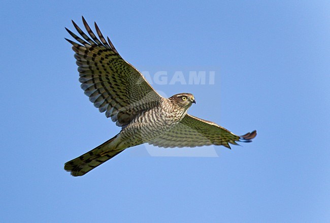 Vliegende, trekkende Sperwer in blauwe lucht. Flying, migrating Eurasian Sparrowhawk against blue sky. stock-image by Agami/Ran Schols,