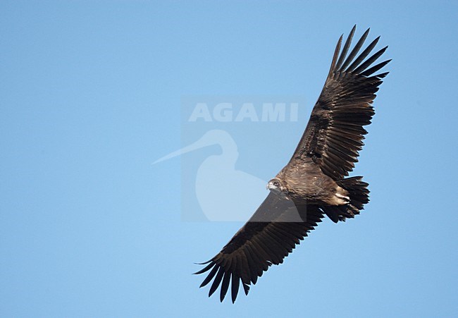 Monniksgier in de vlucht; Cinereous Vulture in flight stock-image by Agami/Markus Varesvuo,