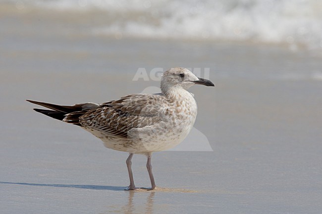 Heuglinsmeeuw op het strand; Heuglin's Gull on the beach stock-image by Agami/Daniele Occhiato,