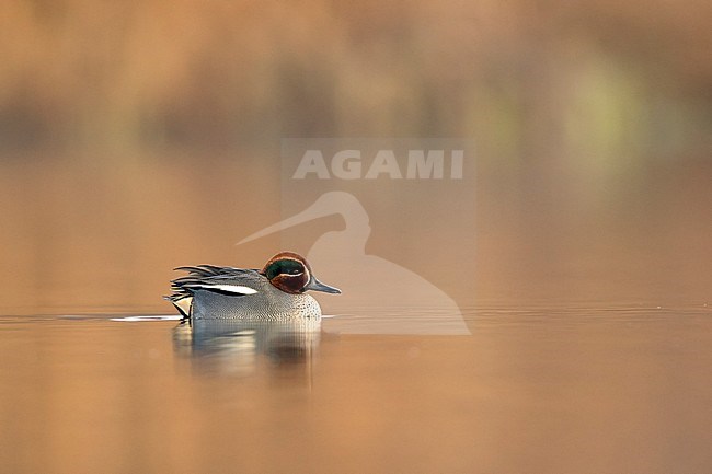 Wintertaling man in winter laag standpunt; Eurasian teal male in winter low point of view; stock-image by Agami/Walter Soestbergen,