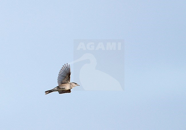 Flying male Blackcap (Sylvia atricapilla) high in the sky. Flying overhead. stock-image by Agami/Ran Schols,