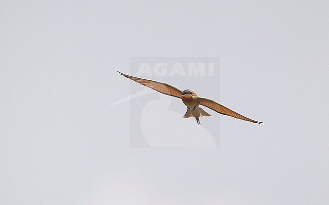 Blue-tailed Bee-eater (Merops philippinus) in flight at Petchaburi, Thailand stock-image by Agami/Helge Sorensen,