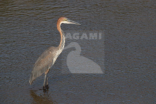 Goliath Heron (Ardea goliath), immature standing in the water, Kruger National Park, Mpumalanga, South Africa stock-image by Agami/Saverio Gatto,