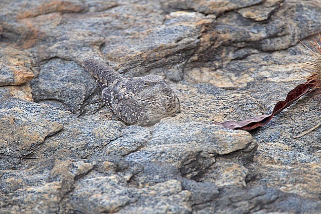 Pygmy Nightjar (Nyctipolus hirundinaceus) sleeping on rock in Brazil during daytime. stock-image by Agami/Harvey van Diek,