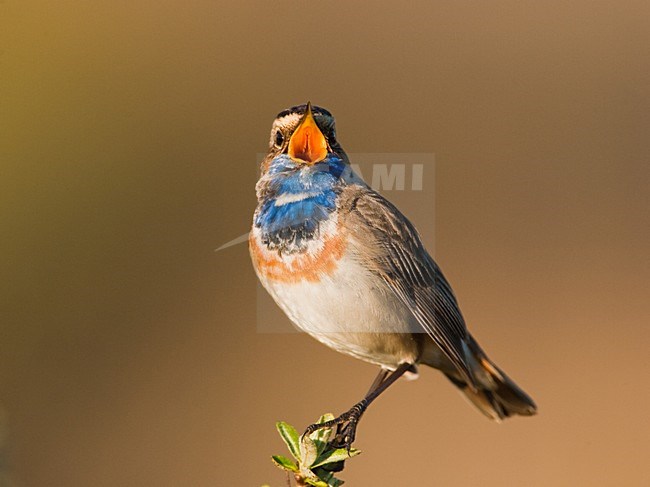 Blauwborst, White-spotted Bluethroat, Luscinia svecica stock-image by Agami/Menno van Duijn,