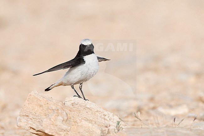 Volwassen Oostelijke Rouwtapuit in Israelische woestijn; Adult Eastern Mourning Wheatear in Israeli desert stock-image by Agami/Marc Guyt,