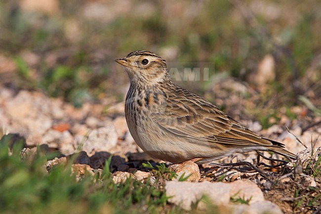 Veldleeuwerik; Eurasian Skylark stock-image by Agami/Daniele Occhiato,