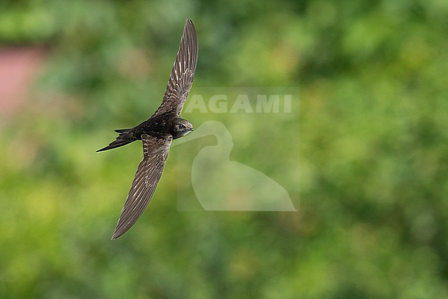 Common Swift (Apus apus) flying agains green background in Bulgaria. stock-image by Agami/Marcel Burkhardt,