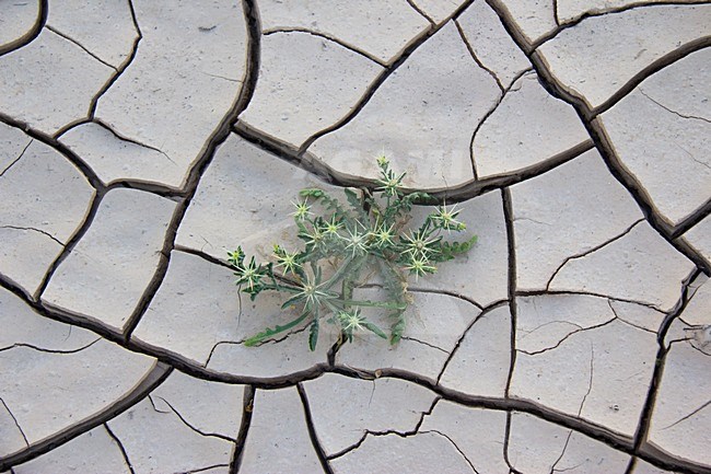 Droge grond in een wadi; Dry ground in a Wadi / Israel stock-image by Agami/Martijn Verdoes,