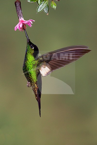 Bruinvleugelincakolibrie foeragerend, Buff-winged Starfrontlet foraging stock-image by Agami/Dubi Shapiro,