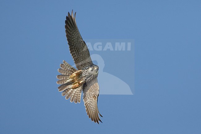 Eurasian Hobby flying; Boomvalk vliegend stock-image by Agami/Daniele Occhiato,