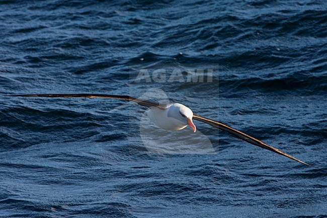 Black-browed Albatross, Wenkbrauwalbatros, Thalassarche melanophrys stock-image by Agami/Marc Guyt,