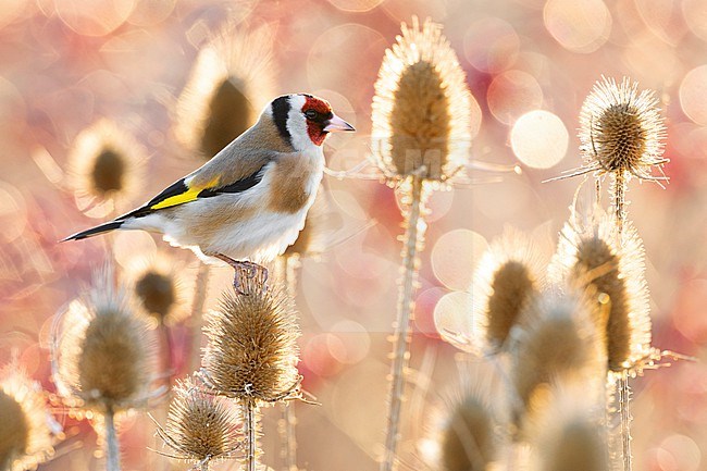 Eurasian Goldfinch (Carduelis carduelis) in Italy. stock-image by Agami/Daniele Occhiato,