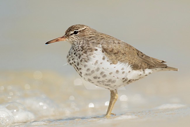 Amerikaanse Oeverloper op het strand, Spotted Sandpiperon the beacht stock-image by Agami/Walter Soestbergen,