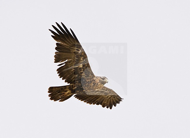 Grijze Arendbuizerd in de vlucht; Black-chested Buzzard-Eagle in flight stock-image by Agami/Marc Guyt,