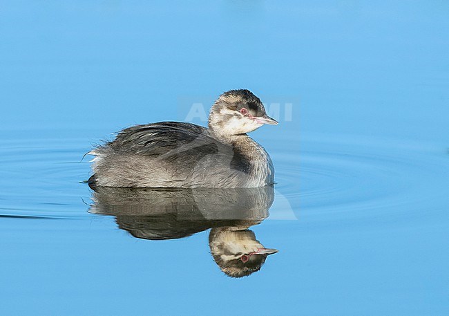 Slavonian or Horned Grebe, Podiceps auritus, in juvenile plumage. Swimming in a lake in Finland. stock-image by Agami/Dick Forsman,