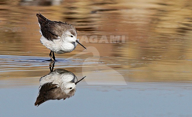 First-summer Wilson's phalarope (Phalaropus tricolor) already at its wintering grounds in Lago Uru uru in Oruro in Bolivia during August. stock-image by Agami/Ian Davies,