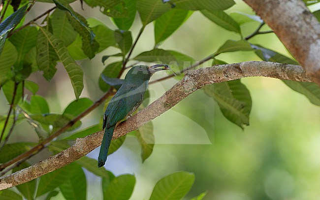 Blue-bearded Bee-eater (Nyctyornis athertoni) adult with insect in beak at Kaeng Krachan National Park, Thailand stock-image by Agami/Helge Sorensen,