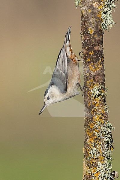 Adult female
Santa Barbara Co., CA
November 2021 stock-image by Agami/Brian E Small,