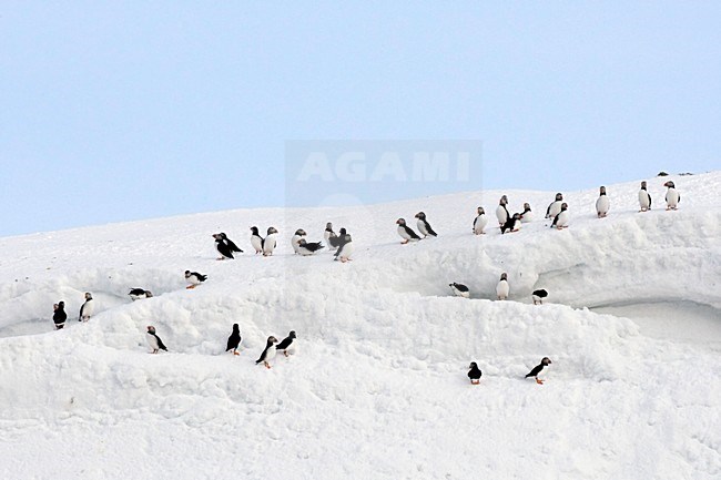 Papegaaiduikers staand in sneeuw Atlantic Puffins perched in snow stock-image by Agami/Jari Peltomäki,