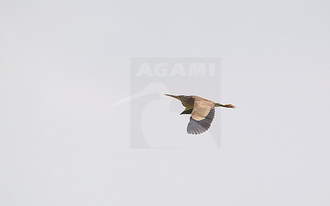 Yellow Bittern (Ixobrychus sinensis) in flight agianst a blue sky at Petchaburi, Thailand stock-image by Agami/Helge Sorensen,