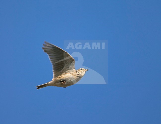 Veldleeuwerik zingend tijdens baltsvlucht; Skylark singing during display flight stock-image by Agami/Markus Varesvuo,