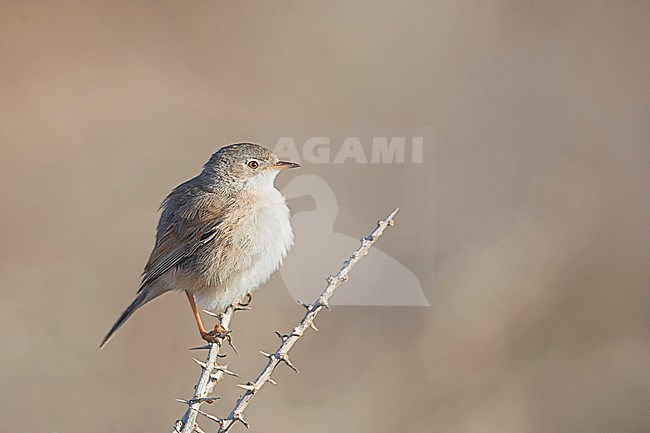 Immature Spectacled Warbler (Sylvia conspicillata) perched on top of a bush. stock-image by Agami/Arto Juvonen,