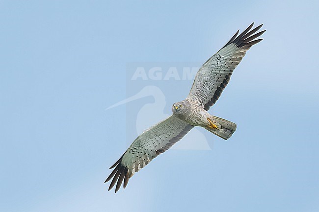 Adult male
Galveston Co., TX
May 2023 stock-image by Agami/Brian E Small,