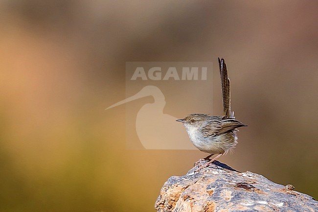 Adult Graceful Prinia sitting on a rock in Abu Simbel, Egypt. January 9, 2012. stock-image by Agami/Vincent Legrand,