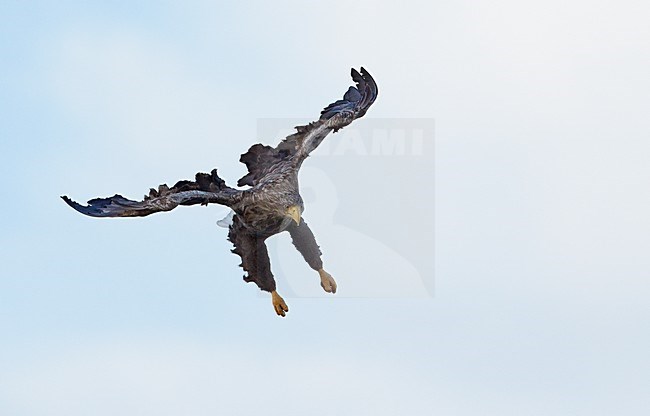 Zeearend adult jagend; White-tailed Eagle adult hunting stock-image by Agami/Markus Varesvuo,