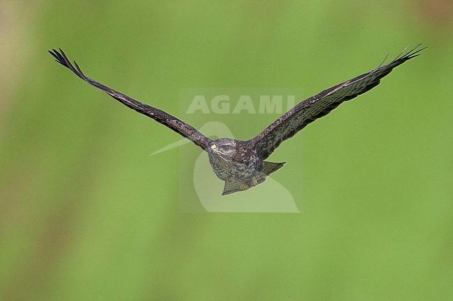 Buizerd ssp rothschildi; Azores Common Buzzard; Buteo buteo rothschildi stock-image by Agami/Daniele Occhiato,