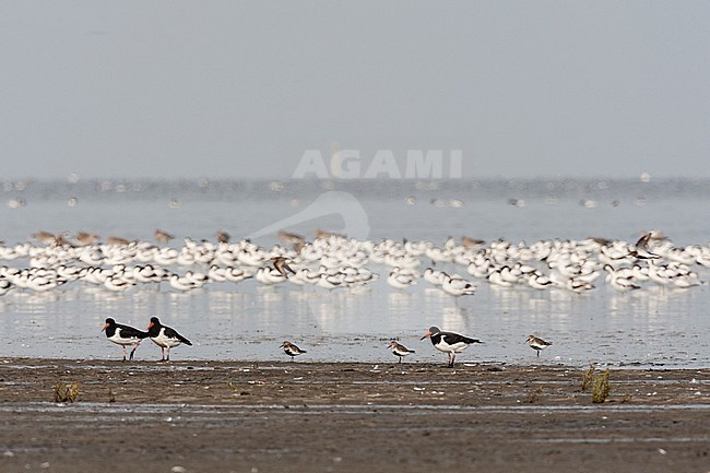 Grote groepen vogels in Westhoek; Bird flocks at Westhoek stock-image by Agami/Marc Guyt,