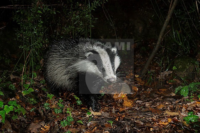 European Badger (Meles meles), adult walking in a forest, Campania, Italy stock-image by Agami/Saverio Gatto,