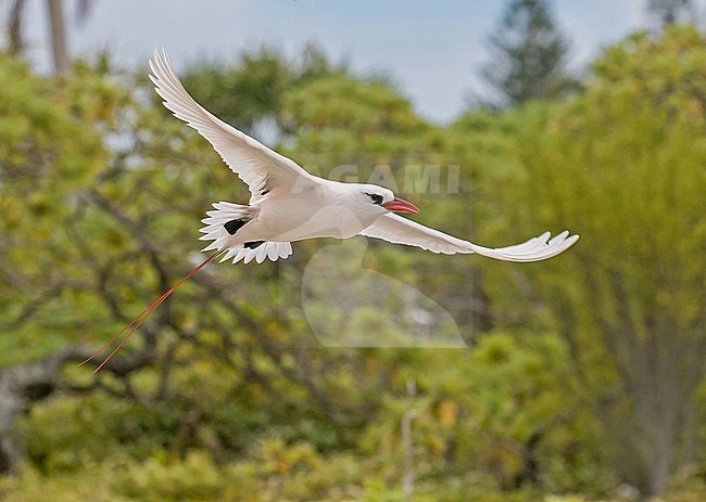 Adult Red-tailed Tropicbird (Phaethon rubricauda) Photographed during a Pitcairn Henderson and The Tuamotus expedition cruise. stock-image by Agami/Pete Morris,