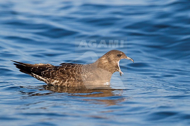 Kleinste Jager, Long-tailed Jaeger, Stercorarius longicaudus, Germany, 1st cy stock-image by Agami/Ralph Martin,