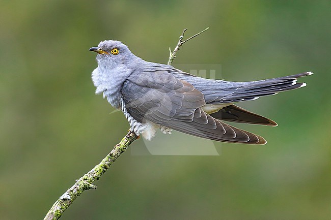 Common Cuckoo (Cuculus canorus) in Italy. stock-image by Agami/Daniele Occhiato,