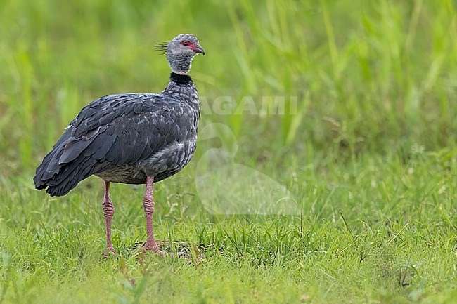 Southern Screamer (Chauna torquata)  in Argentina stock-image by Agami/Dubi Shapiro,