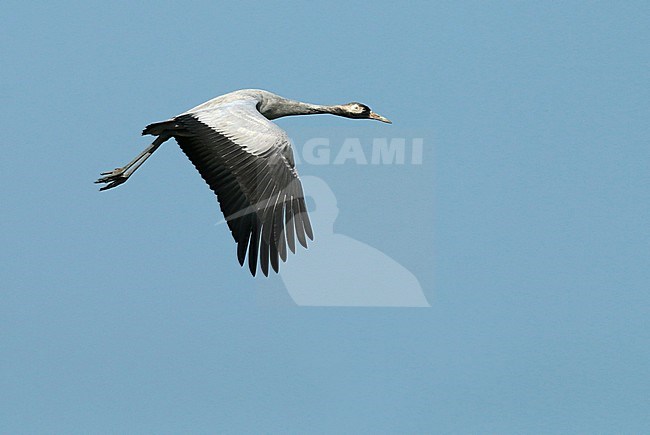 Common Crane (Grus grus), third calender year in flight, seen from the side, showing upper wing. stock-image by Agami/Fred Visscher,