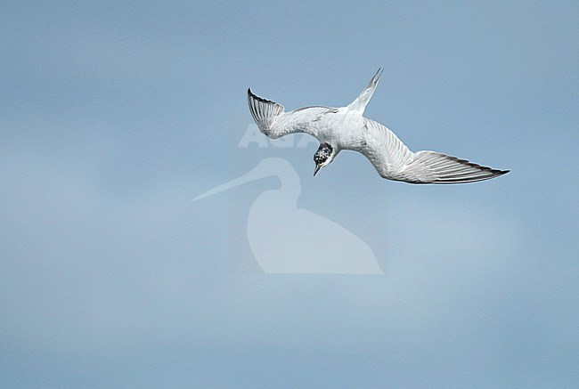 Gull-billed Tern (Gelochelidon nilotica), adult in flight, seen from above, showing upper wings. stock-image by Agami/Fred Visscher,