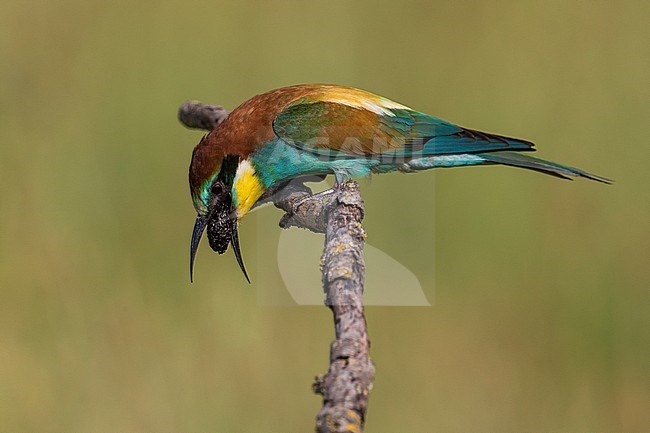 Bijeneter; Bee-eater stock-image by Agami/Daniele Occhiato,