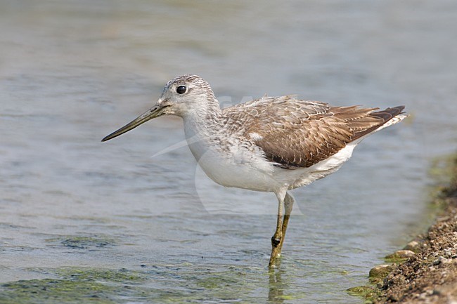 Groenpootruiter, Common Greenshank, Tringa nebularia stock-image by Agami/Daniele Occhiato,