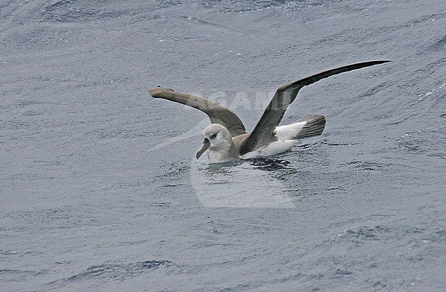 Immature Grey-headed Albatross (Thalassarche chrysostoma) in flight stock-image by Agami/Pete Morris,