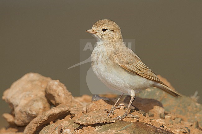 Bar-tailed Desert Lark (Ammomanes cincturus); Morocco, adult stock-image by Agami/Ralph Martin,