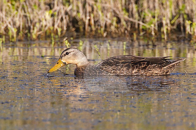 Adult male
Galveston Co., TX
April 2012 stock-image by Agami/Brian E Small,